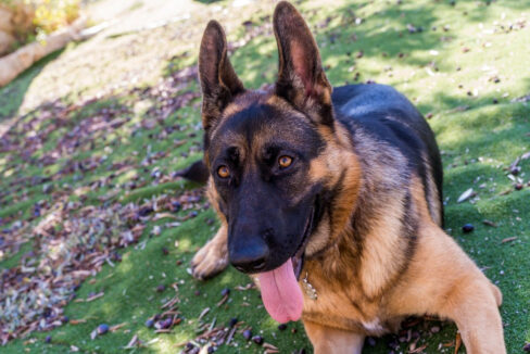 Großzügiges Anwesen mit einem Tennisplatz und einem Haus - Zaton, Dubrovnik Gebiet